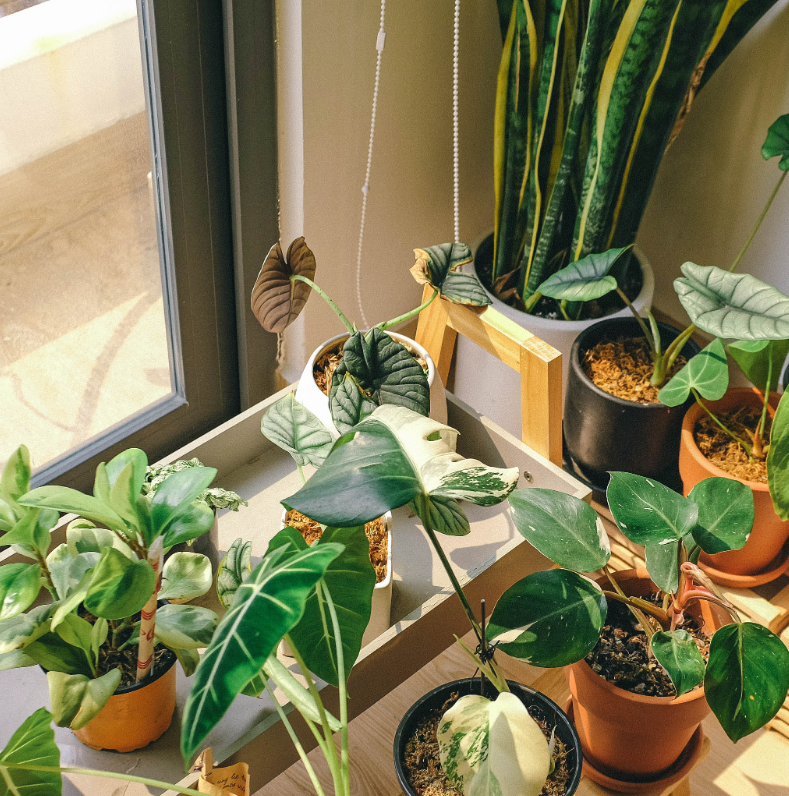 Green Initiatives